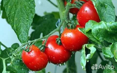 Рассада овощей