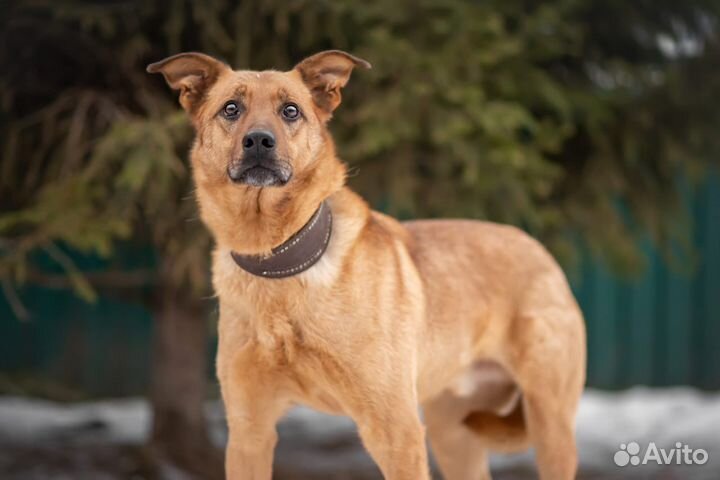 Собака Киоки