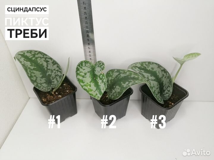 Комнатные цветы разные