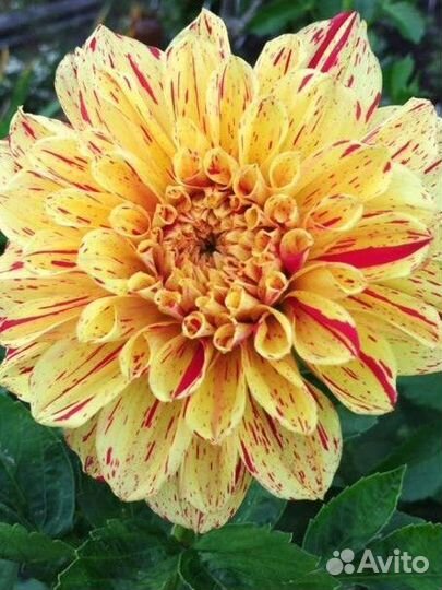 Георгины корни