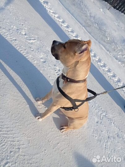 Вязка стаффордширский терьер