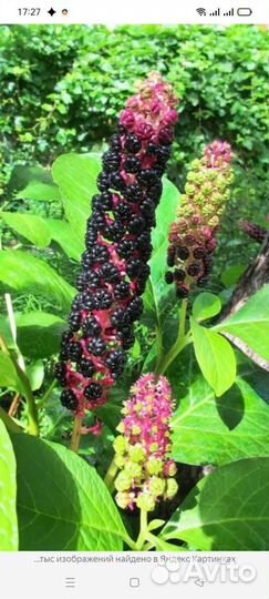 Лаконос лечебный многолетник