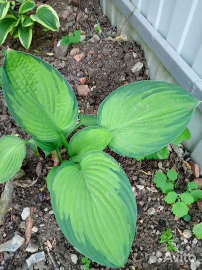 Хосты пестролистные