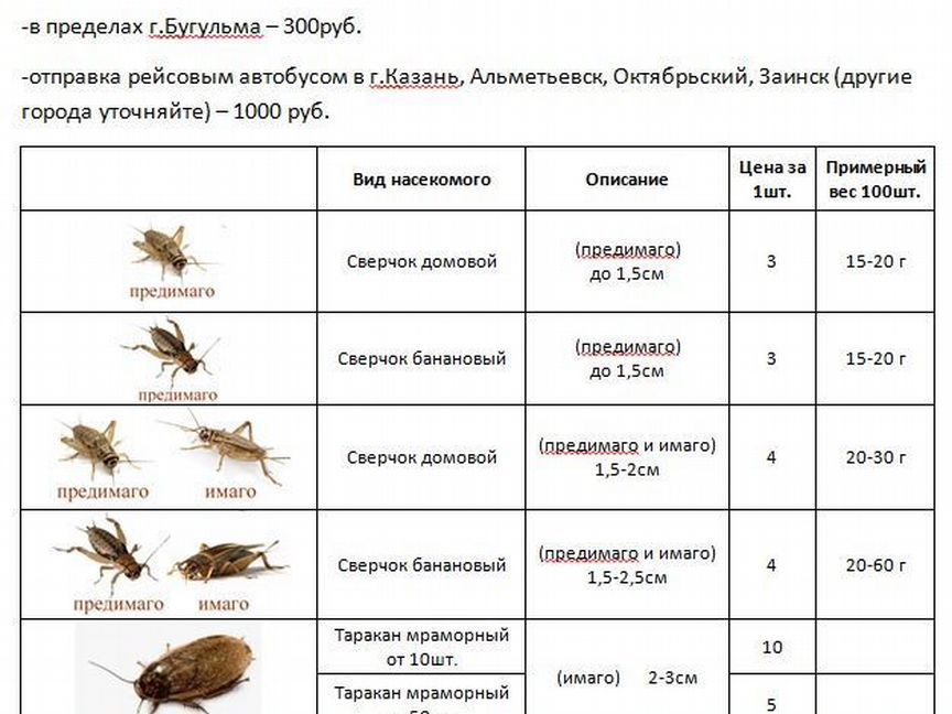 Кормовые насекомые - сверчки, зофобас, мр.таракан)