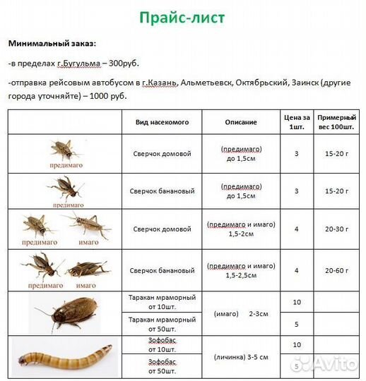 Кормовые насекомые - сверчки, зофобас, тараканы)