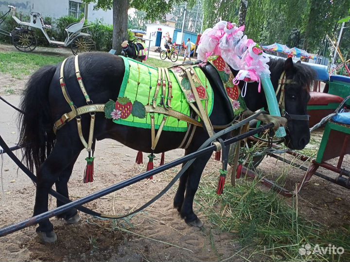 Конные прогулки