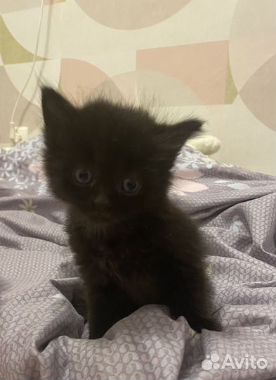 Котята в добрые руки мальчики