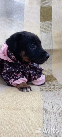 Щенок девочка в добрые руки коротколапик