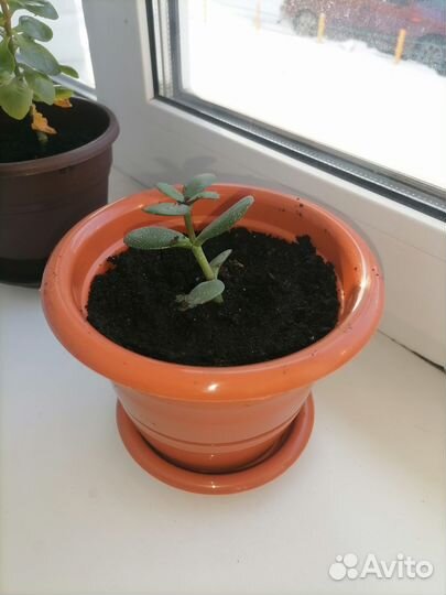 Продам цветы комнатные