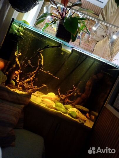 Аквариум 500 литров