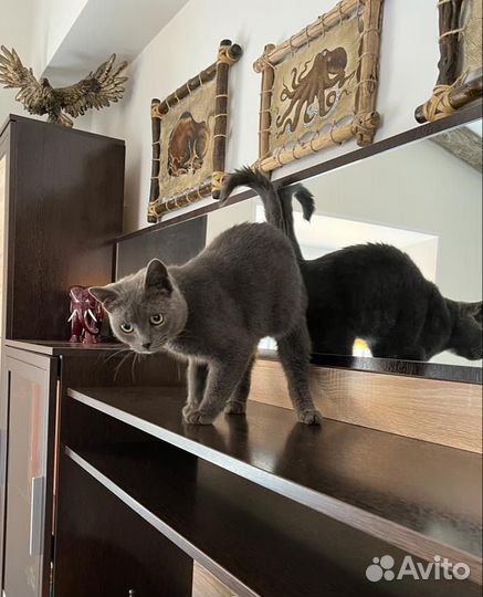 Кошка в дар