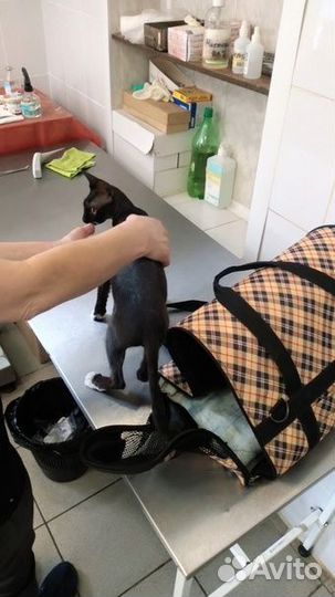 Кошка Сфинкс в добрые руки