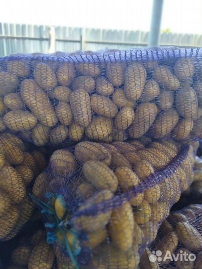 Продается крупный картофель