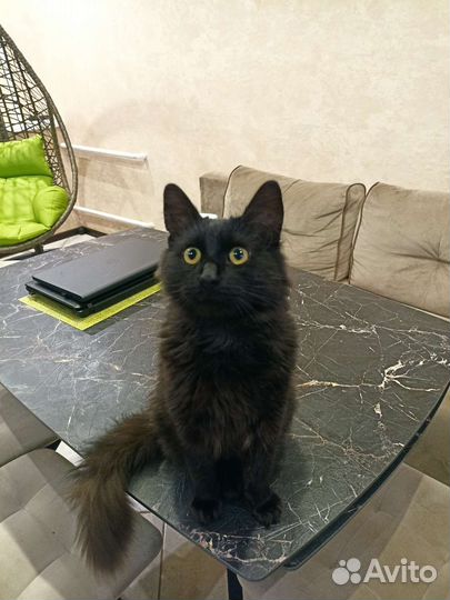 Котик 1,5 года в добрые руки