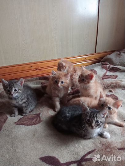 Котята отдам даром, девочки, мальчики