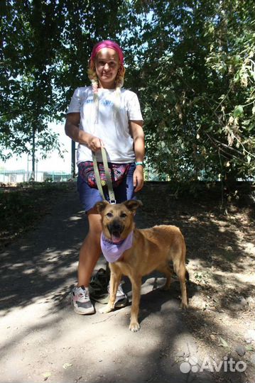 Меренга ищет дом