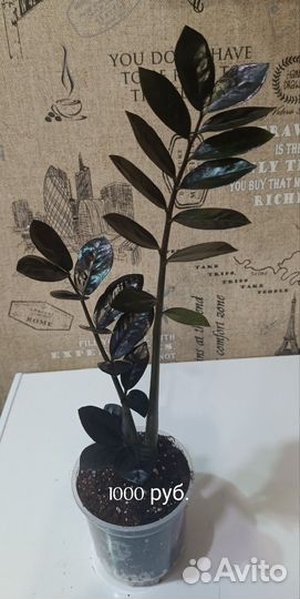 Замиокулькас