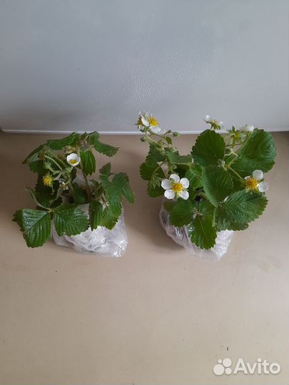 Дачные многолетние цветы