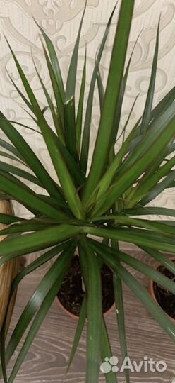 Пальма драцена