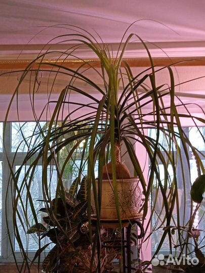 Бокарнея Нолина