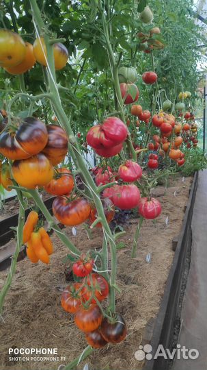 Семена томатов