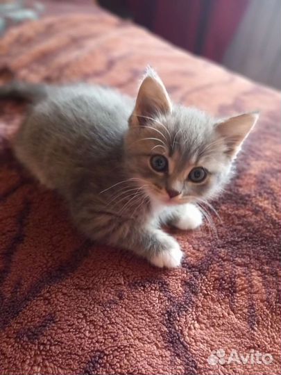 Британский котёнок
