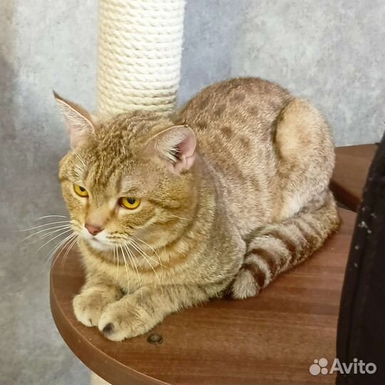 Котик Голд
