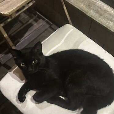 Бразильский короткошёрстный котёнок