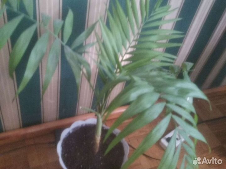 Хамедория, фикус 