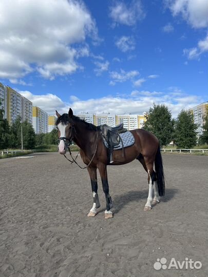 Лошадь