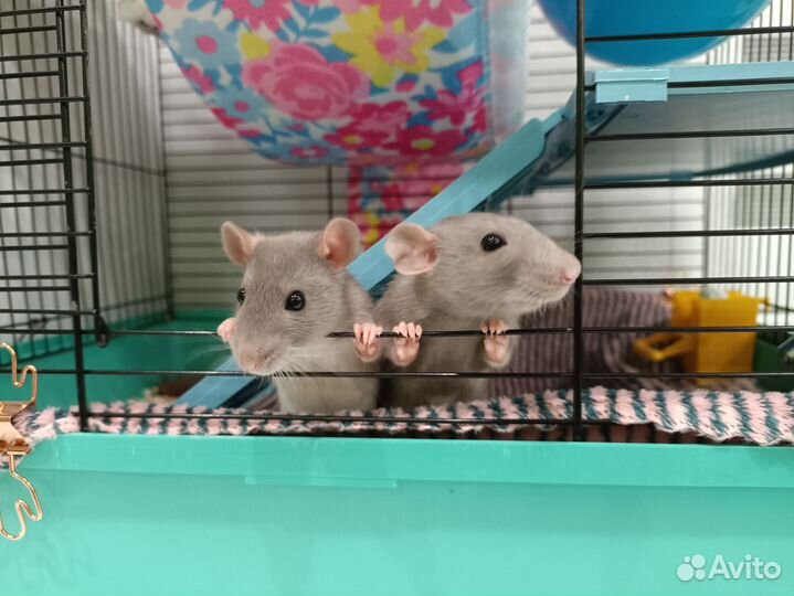 Крысы дамбо девочки