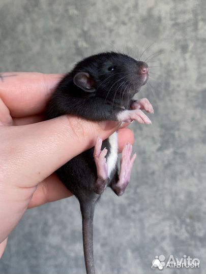 Крысята Дамбо