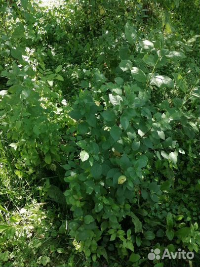 Саженцы малины, сливы, вишни