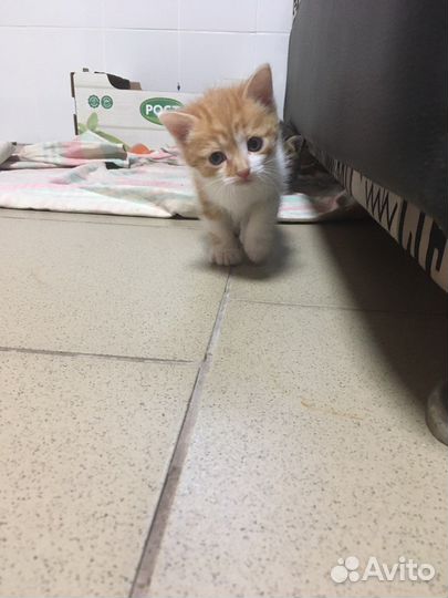 Котята в добрые руки мальчики