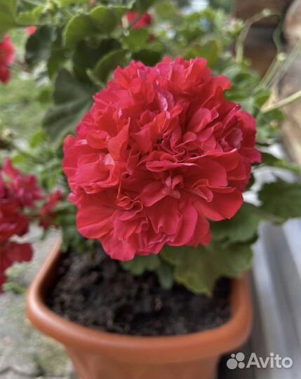 Герань (пеларгония) несколько сортов