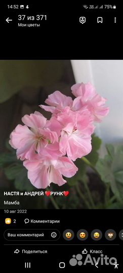 Пелларгонии сортовые