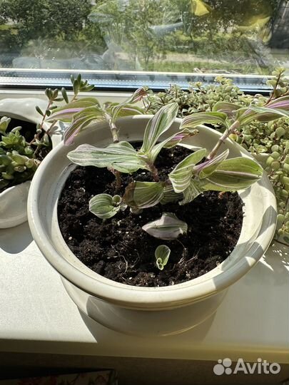 Традесканция с горшком