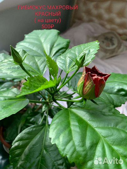 Герань. Пахистахис. Компанула. Гибискус