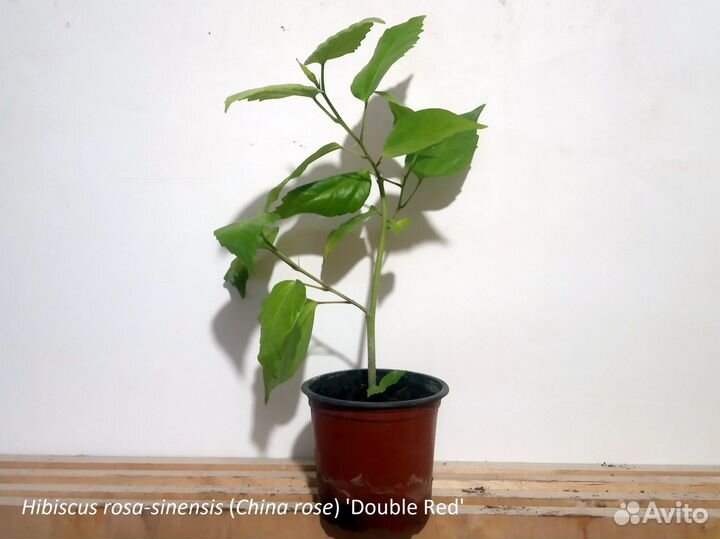 Гибискус китайский классические формы