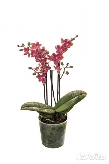 Орхидея Diffusion SI3597 парфюмерная фабрика