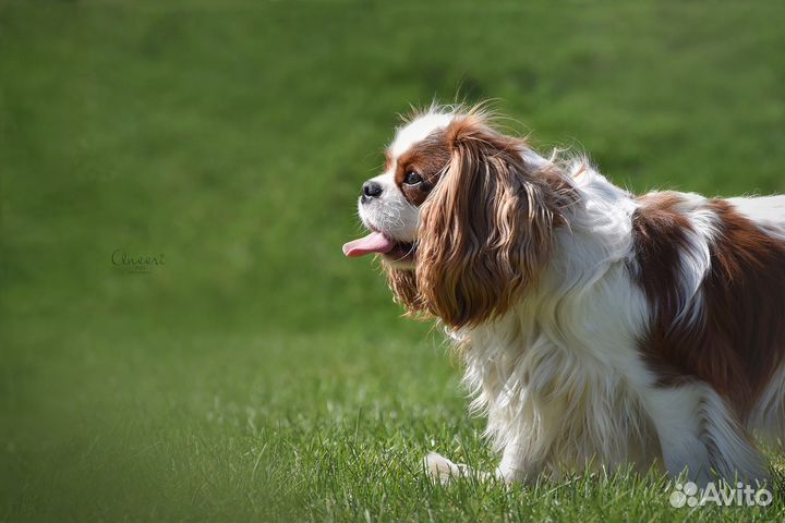 Фотограф животных. Фотограф - анималист
