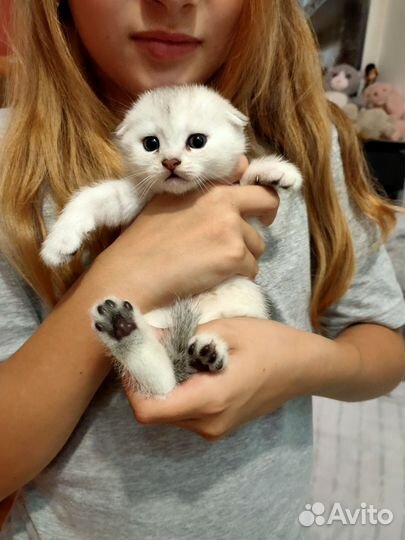 Шотландская вислоухая шиншилла