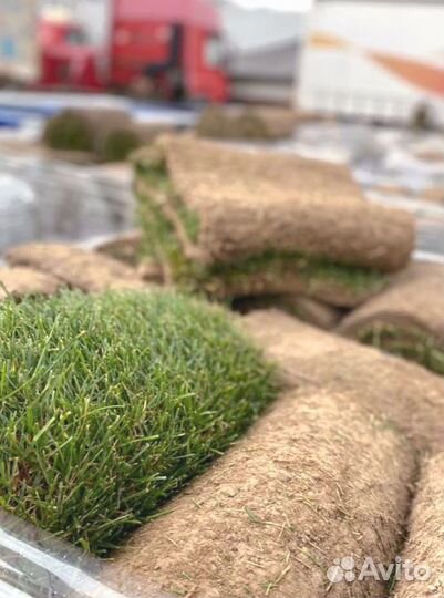 Рулонный газон от производителя