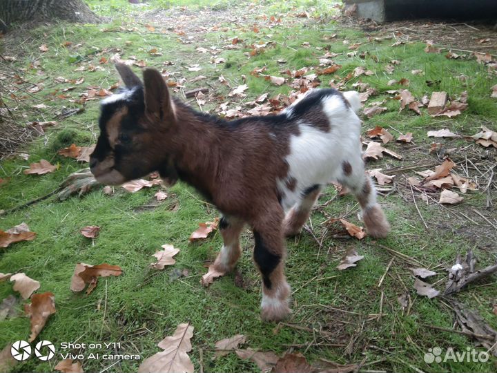 Камерунские козлята
