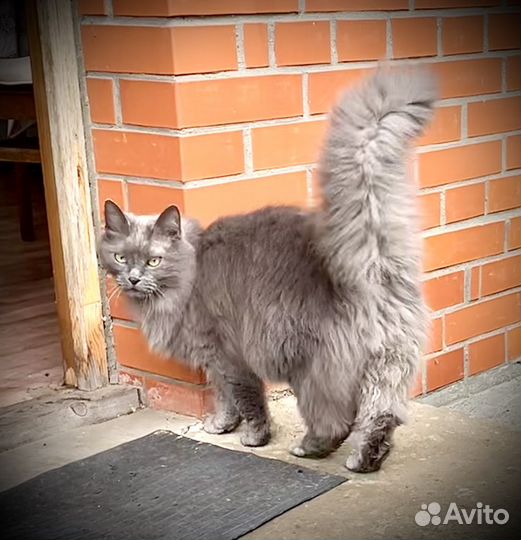 Ласковые кошки в добрые руки