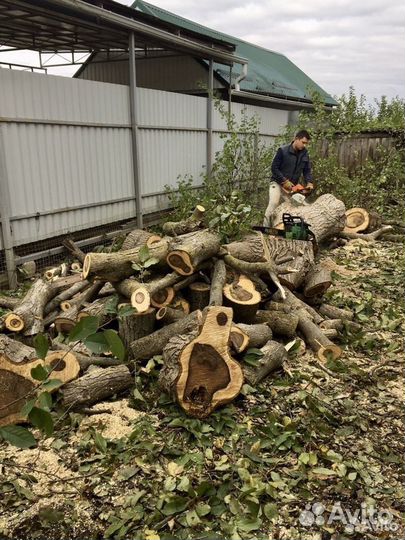 Спил деревьев