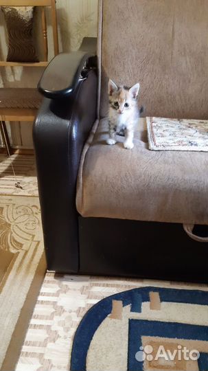 Котеночка отдаём