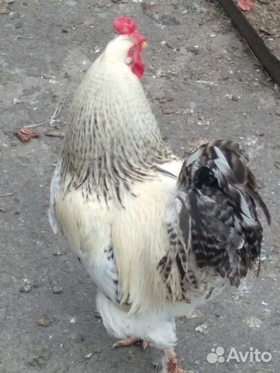 Куры петухи