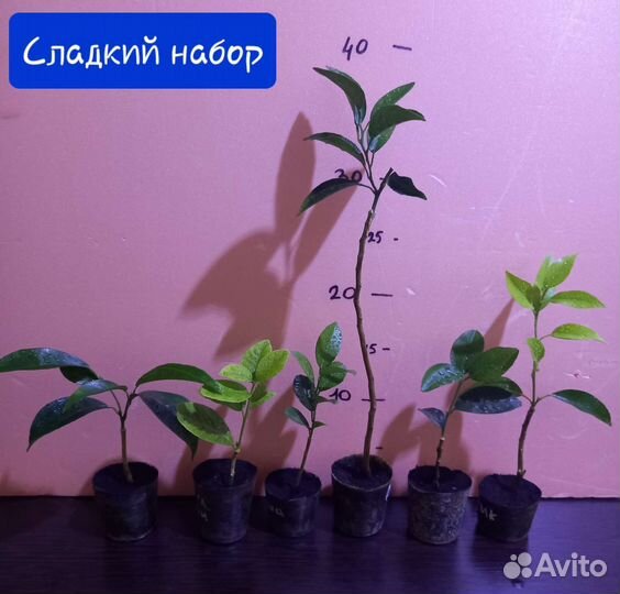 Сладкие цитрусы