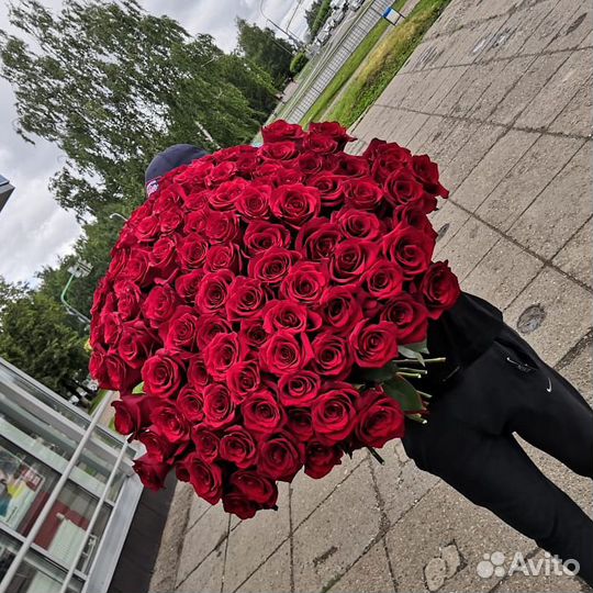 101 роза эквадор премиум цветы